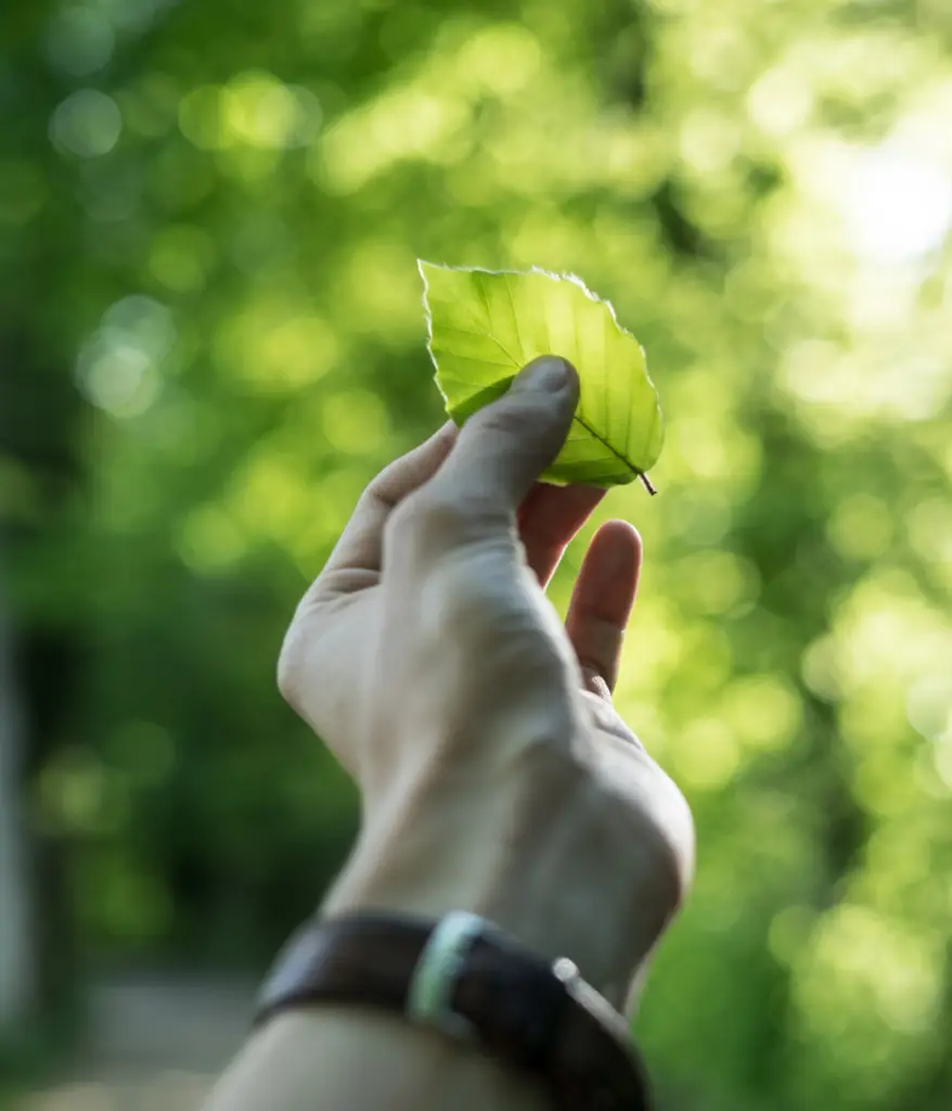 Vida natural cuidar el ambiente con ozono.